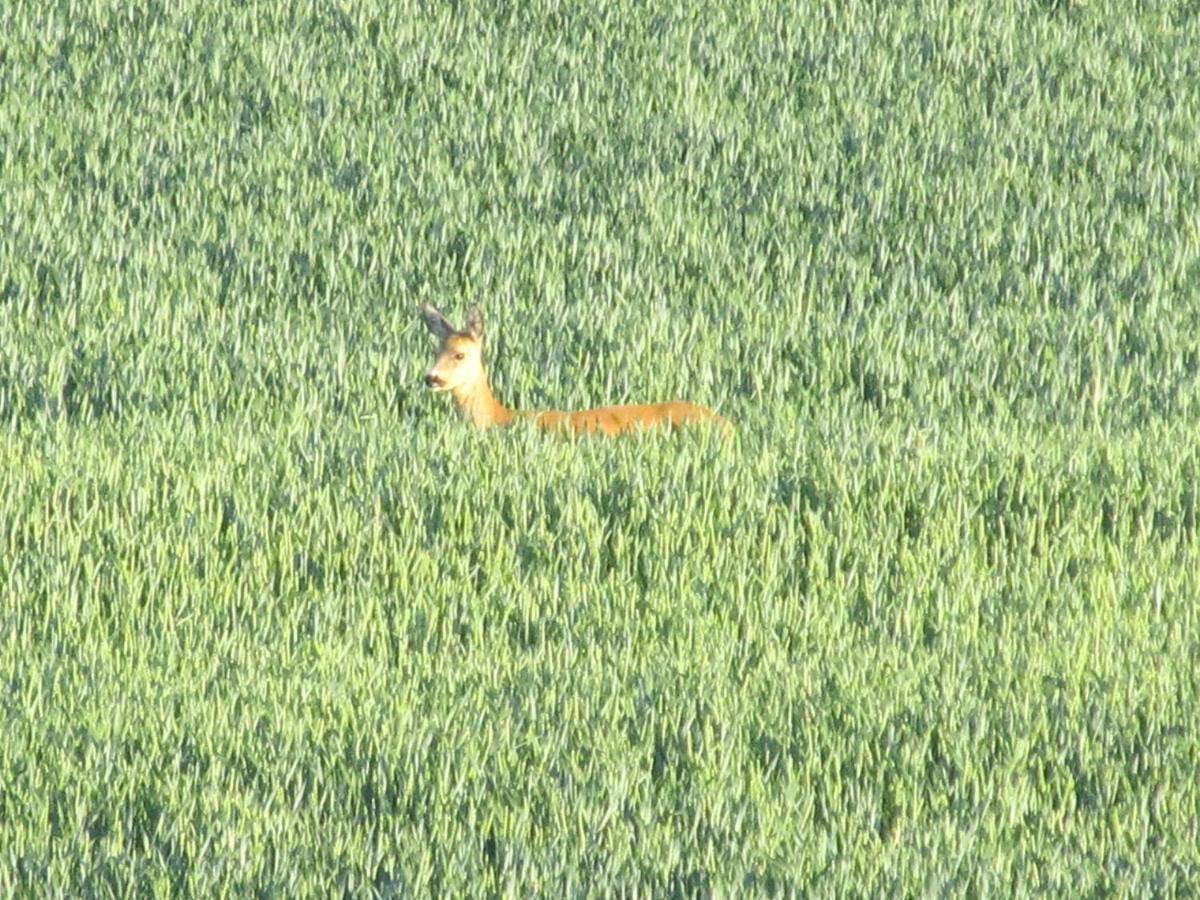 Zum Wiesengrund Im Oderbruch Altglietzen Buitenkant foto